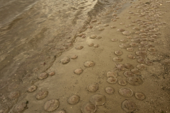 Hundreds of jellyfish washed up on the beaches