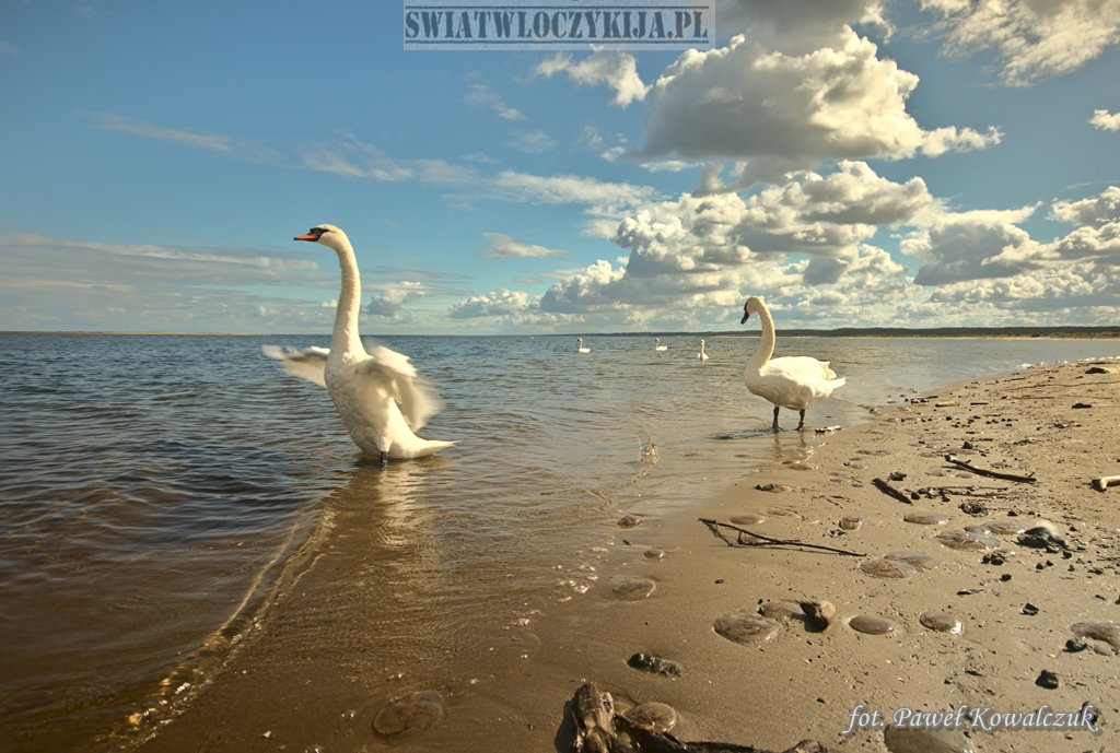 Swan on the beach flapping its wings