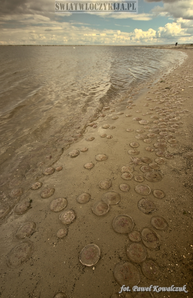 Hundreds of jellyfish washed up on the beaches
