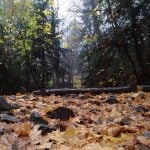 Jesień. Zdjęcie przedstawia liście jesienne na szlaku na Łysą Górę. Zdjęcie wykonane z perspektywy liści