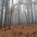 Las we mgle. Zdjęcie przedstawia na pierwszym planie jesienne liście. W tle widać las spowity mgłą