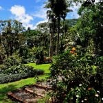 Arboretum na wyspie Oahu. Egzotyczna roślinność archipelagu Hawaje