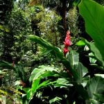 Egzotyczna roślinność na Hawajach. Na zdjęciu widoczny piękny czerwony kwiat