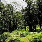 Zdjęcie przedstawia Dżunglę na wyspie Oahu. Na zdjęciu widoczna jest bujna zieleń