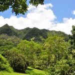 Zdjęcie ukazuje roślinność wyspy Oahu. W tle widać niebo z białymi obłokami i zielone góry