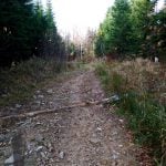 szutrowo-kamienna droga biegnąca szlakiem czerwonym przez las