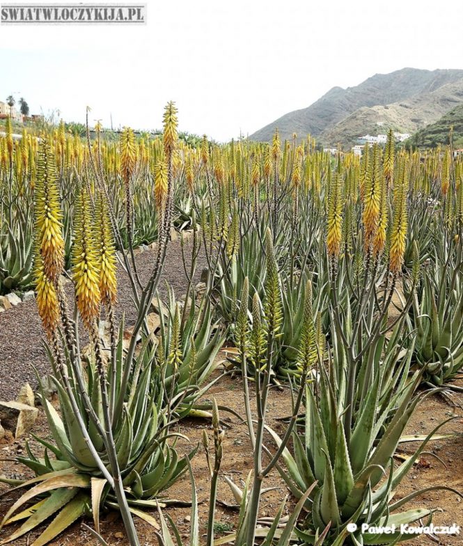 Aloes 