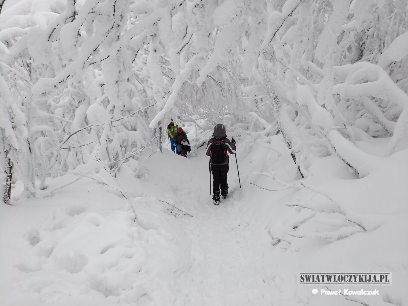 Szlak na Rawki. Pokryty gęstym śniegim szlak oraz drzewa oraz ludzie przedzierający się przez śnieg.