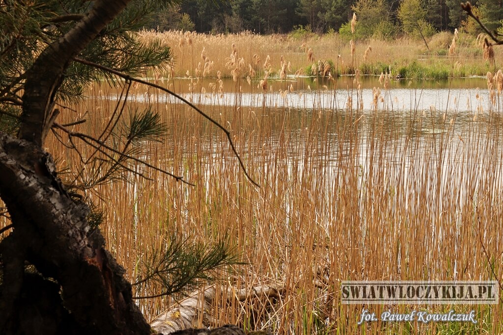 Jezioro stróżek w Kozłowieckim Parku Krajobrazowym. Na zdjęciu część sosny, dalej roślinnośc wodna, jezioro a za nim las