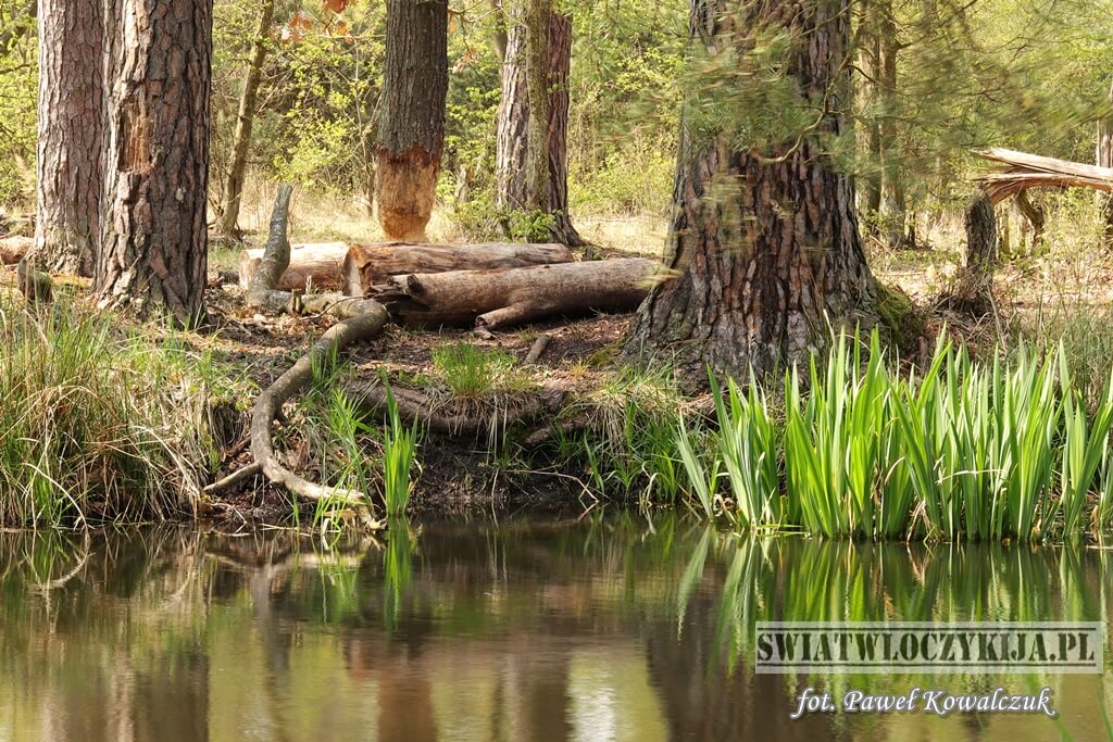 Nadgryzione przez bobry drzewo rosnące nad wodą na skraju lasu